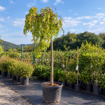 Moruša biela (Morus alba) ´ALBA PENDULA´ - výška 240-260 cm, obvod kmeňa: 18/20 cm, kont. C130/180L - čierne plody